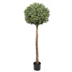 Designer Plants