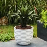 Designer Plants